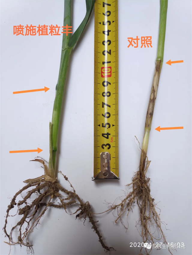 當(dāng)磷酸二氫鉀遇上氨基酸水溶肥，“黃金搭檔”增產(chǎn)很輕松產(chǎn)很輕松
